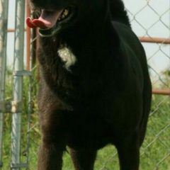 Hearts of Life Presents Sophie for Adoption; Photos With Santa December 8
