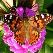 Legacy Hospice Holds Memorial Event During National Hospice Month