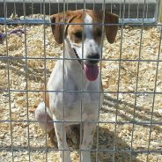 Hearts of Life Presents Rufus for Adoption