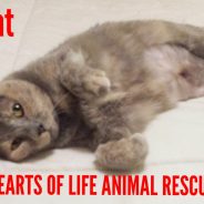 Hearts of Life Animal Rescue Presents Fat Fat