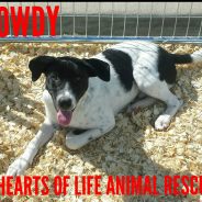 Hearts of Life Presents Rowdy for Adoption