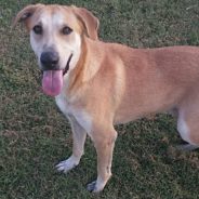 Hearts of Life Presents Butterball for Adoption