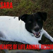 Hearts of Life Presents Sara for Adoption