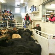 Cold, Wet Weather Does Not Stymie NETBIO Sale