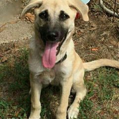 Hearts of Life Presents Jack for Adoption