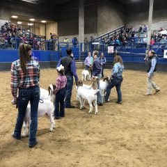 Junior Market Livestock Show Lamb and Goat Results