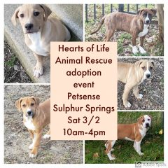 Hearts of Life Animal Rescue Plans Adoption Event Saturday