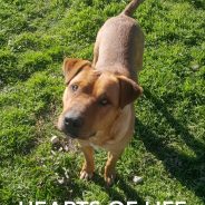 Hearts of Life Presents Caitlyn for Adoption