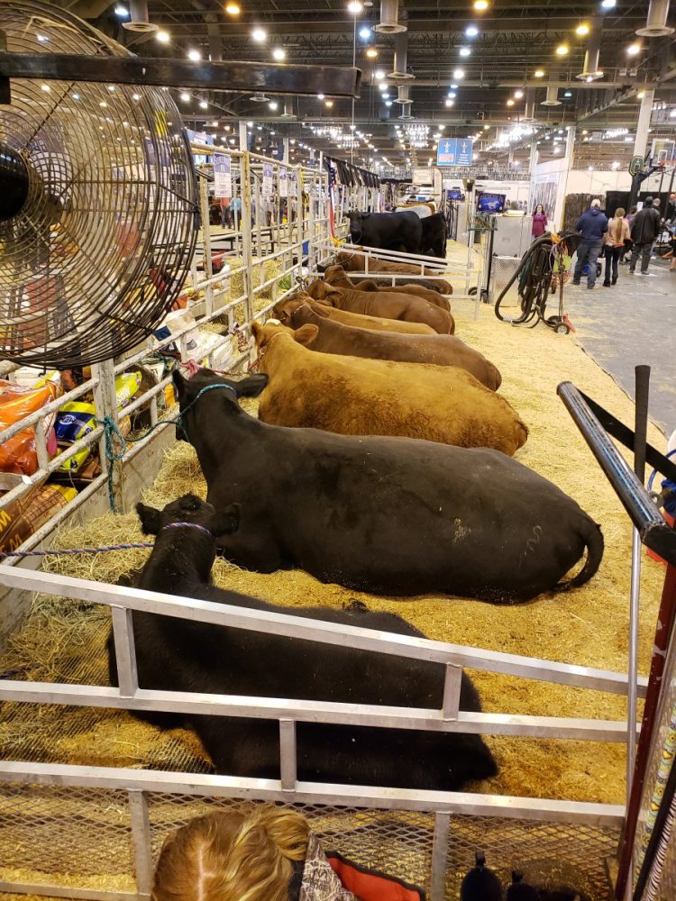 Sulphur Springs FFA Teams Compete At Houston Livestock Show & Rodeo Ksst Radio