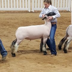Sulphur Springs FFA Teams Compete At Houston Livestock Show & Rodeo