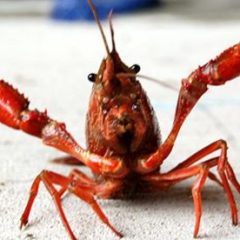 Crawfish Boil on Celebration Plaza is Saturday April 27