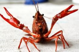 Crawfish Season Could Arrive Early in East Texas, With Hopes for a Longer Run