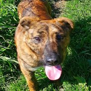 Hearts of Life Presents Josh For Adoption