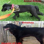 Smokey Is Still Searching For His Forever Home!