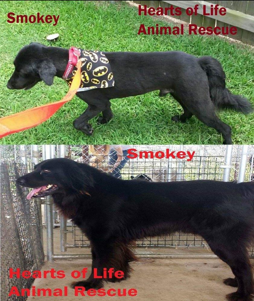 Smokey Hearts of Live Animal Rescue