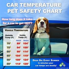 With Temperatures Rising, Motorists Are Reminded Not To Leave Pets In Cars