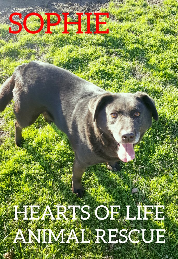 Hearts of Life - Sophie