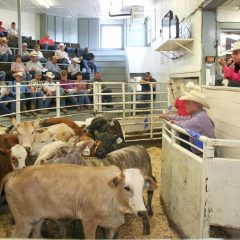 Producers Sell Over 5,000 Head Of Cattle At NETBIO Sale