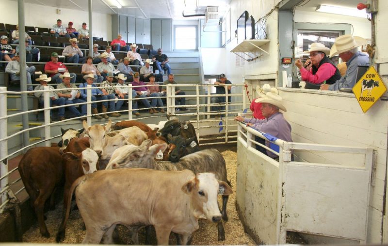 Producers Sell Over 5,000 Head Of Cattle At NETBIO Sale Ksst Radio