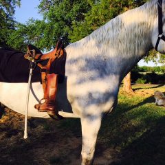 Memorial Day 2019 – Riderless Horse Ceremony