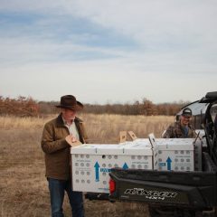 A&M-COMMERCE PROFESSOR COORDINATES CALIFORNIA QUAIL TRANSLOCATION