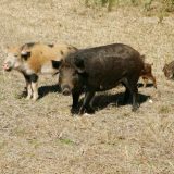 Screwworm Threat Adds New Concern to Texas’ Feral Hog Problem