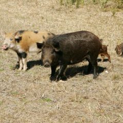 Screwworm Threat Adds New Concern to Texas’ Feral Hog Problem