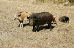 Screwworm Threat Adds New Concern to Texas’ Feral Hog Problem