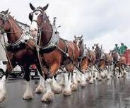 60th Annual Dairy Festival Parade is Saturday June 8 as Part of Local Dairying Pride