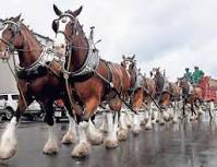 60th Annual Dairy Festival Parade is Saturday June 8 as Part of Local Dairying Pride