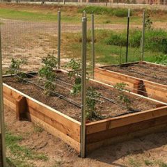 Hopkins County Gardening In July