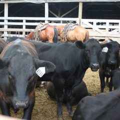 Three NETBIO Sales Slated at  Sulphur Springs Livestock Market
