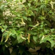 Know Your Native Plants: Pokeweed