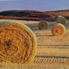 When To Be Concerned About Nitrate Accumulation In Hay From Drought-Stressed Plants