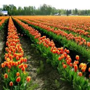 TIME TO PLANT BULBS FOR SPRING COLOR