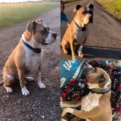 Dog Missing Near Ridgeway