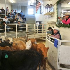 The NETBIO Cattle Sale Was Held Wednesday