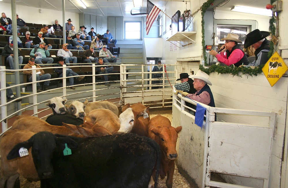 NETBIO Cattle sale held Wednesday