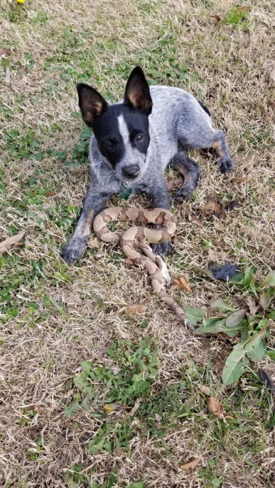 paw patrol weebles figures set