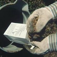 Liquid Versus Solid Fertilizers For Your Patio