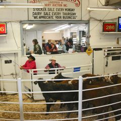 Sulphur Springs Livestock Commission NETBIO January 2020 Sale