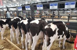 Commissioner Miller Celebrates Passage of Whole Milk for Healthy Kids Act