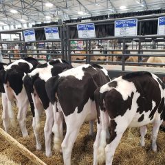 2021 Dairy Classic Show Plus an Open Dairy Show June 12