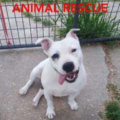 Hearts of Life Says, “Meet Hoover”