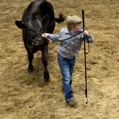 Hopkins County Junior Market Livestock Show Steer, Heifer Winners