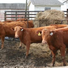 Northeast Texas Beef Improvement Organization Will Host Another NETBIO Sale