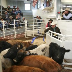 NETBIO Pre-Conditioned Calf and Yearling Sale was Held at the Sulphur Springs Livestock Commission on Wednesday
