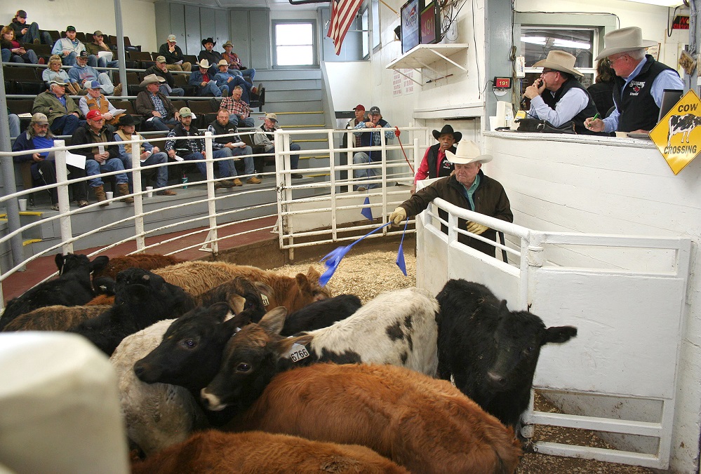 NETBIO Cattle Sale 2 19 20