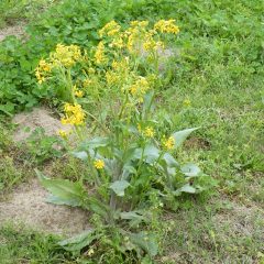 Cool Season Weeds Can Be Detrimental To Warm Season Perennial Forages