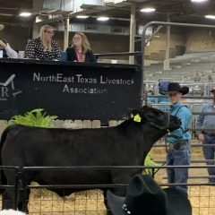 NETLA Reports Early Tabulations From Saturday’s Hopkins County Junior Livestock Sale Of Champions